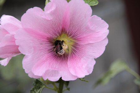 Insect pink flower macro photo