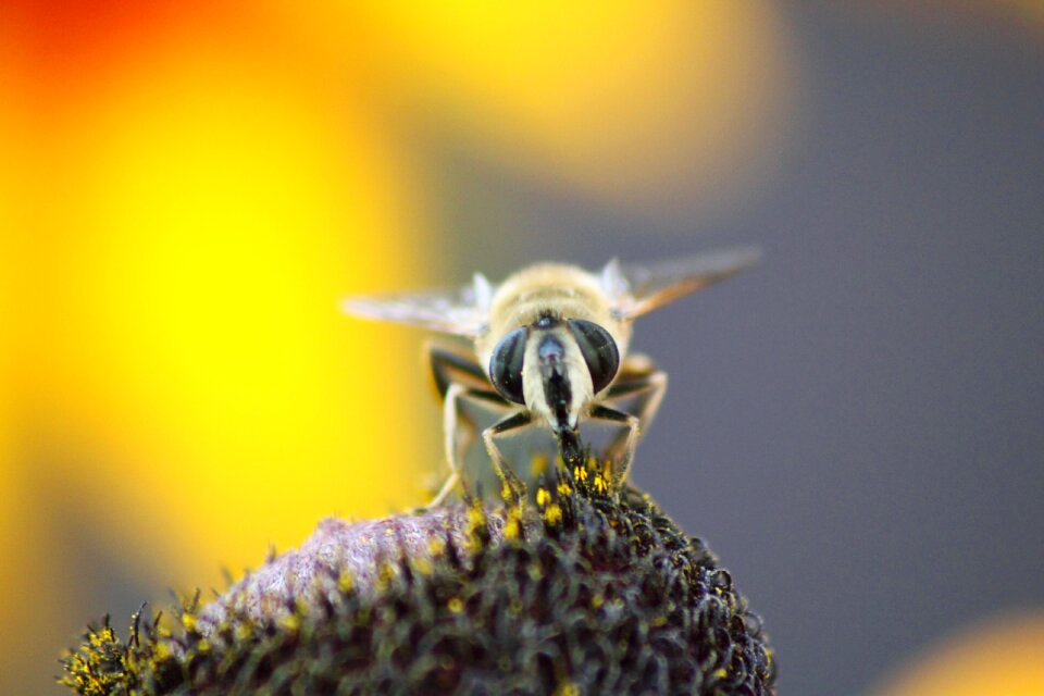 Bee nature insect