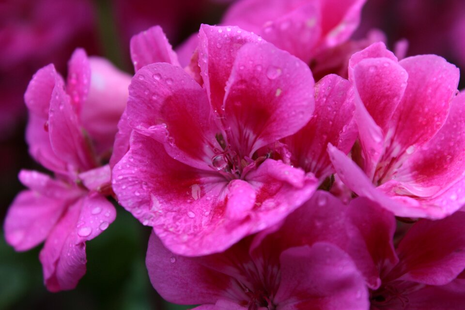 Spring flower flowers petals