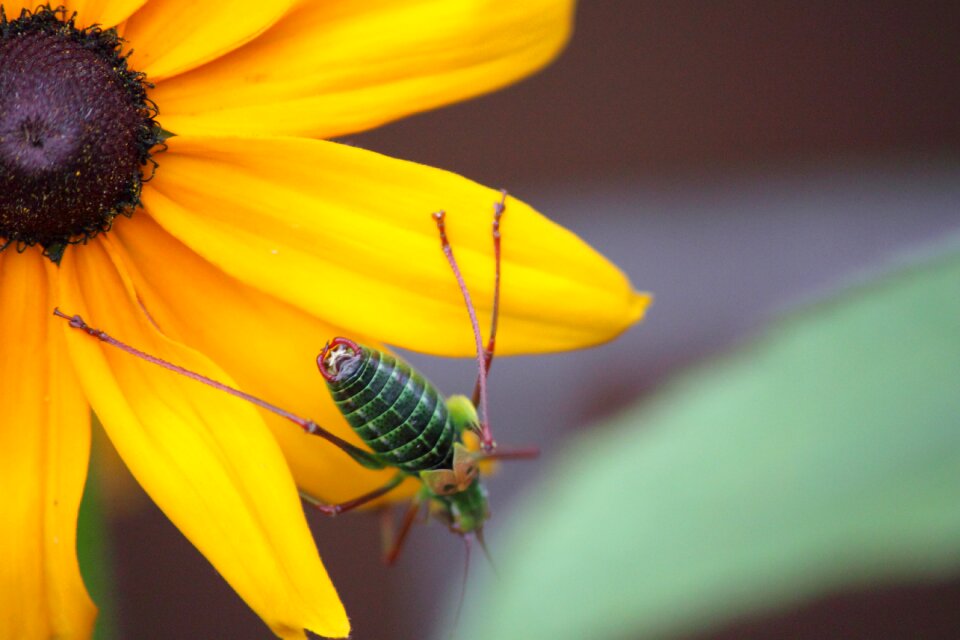 Nature beetle flower