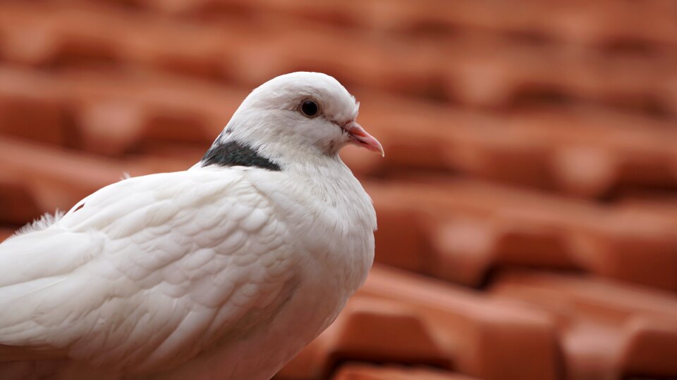 Outdoors feather dove photo