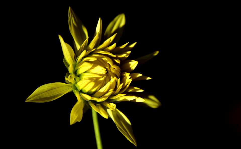Bloom yellow bright