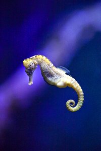 Fish seahorse aquarium photo
