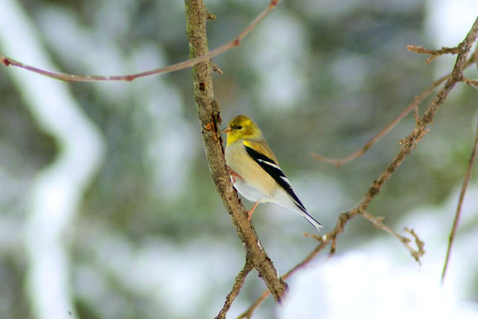 Finch nature wildlife