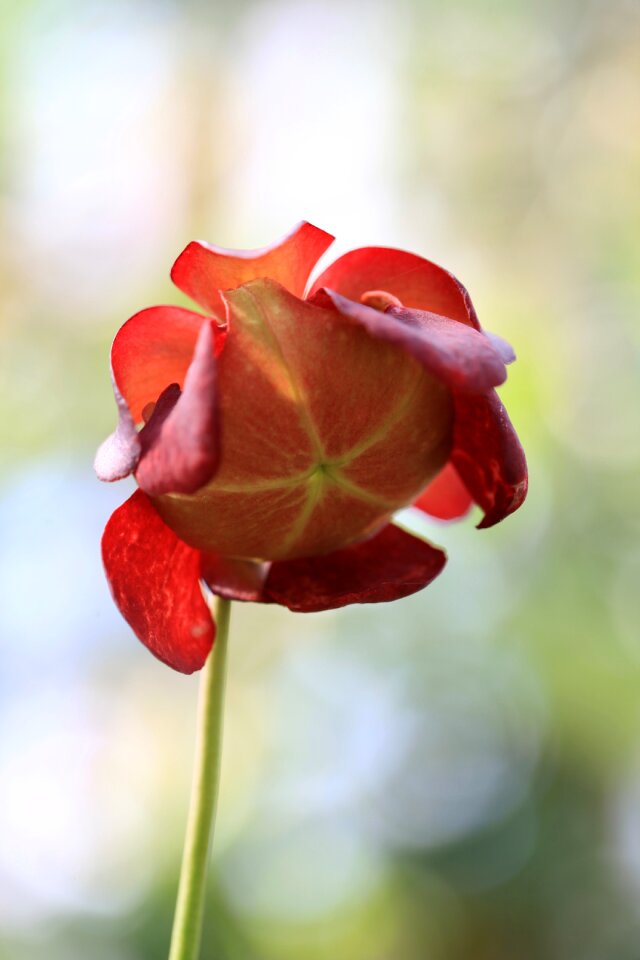 Red greenhouse garden