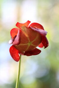 Red greenhouse garden