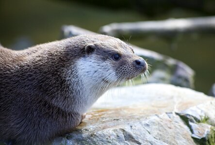 Water animals fur