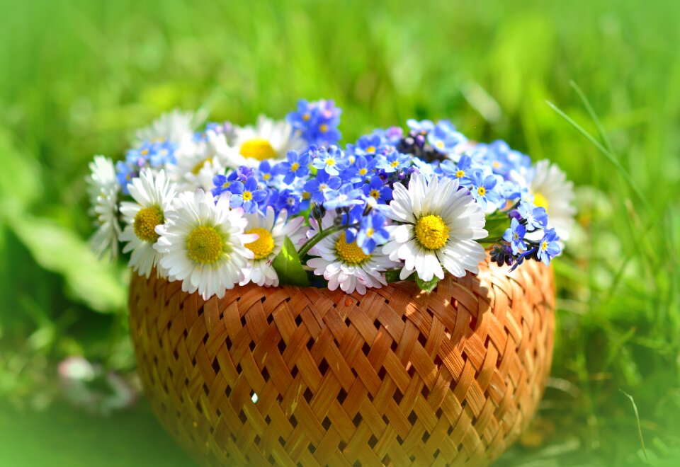 Spring flowers meadow pointed flower