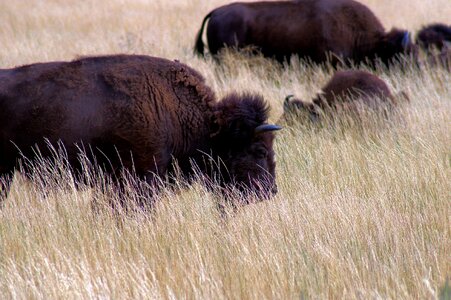 Nature buffalo horns
