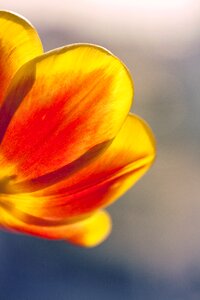 Orange yellow spring photo