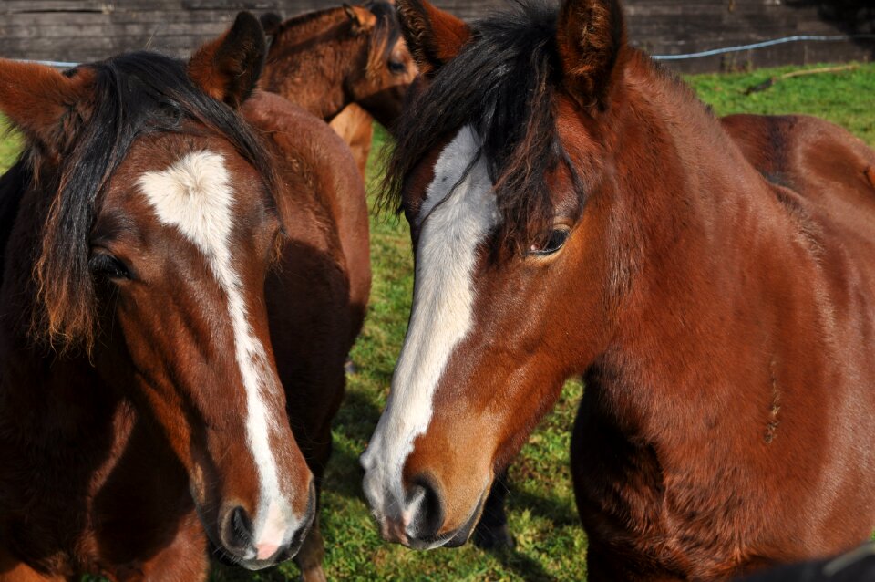 Horses animals nature