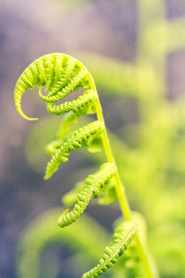 Young spring plant