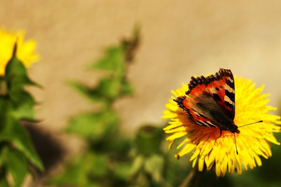 Nature flower brown butterfly