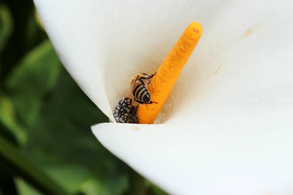 Insects macro garden