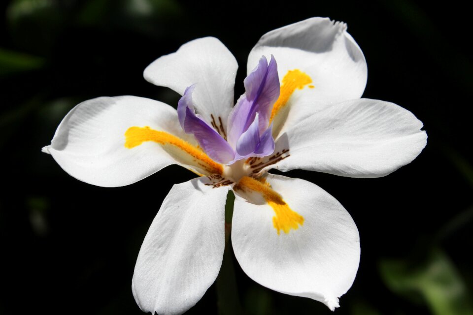 Garden white flowers flowers