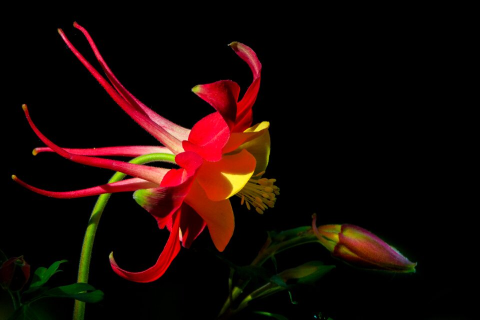 Common akelei blossom bloom