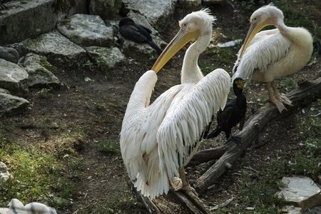 Nature zoo pelican