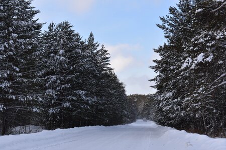 Road pine siberia photo