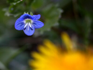 Wild blue plant