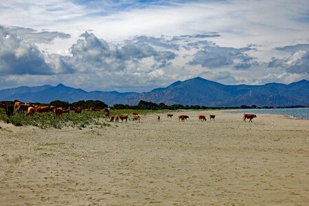 Cow beef nature