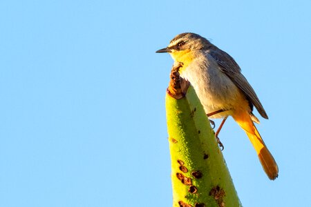 Beautiful bird blue