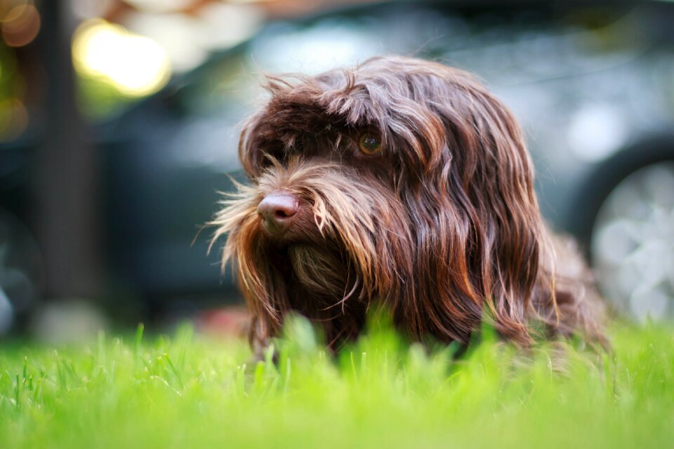 Good small dog puppy
