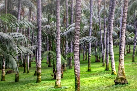 Plant tropical tribe