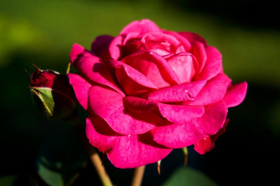 Violet rose bloom flowers