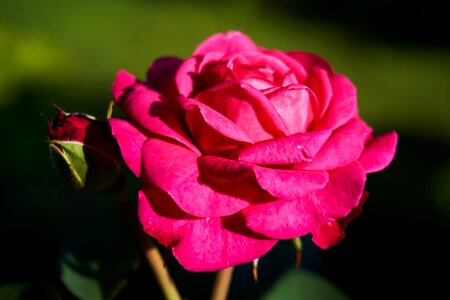Violet rose bloom flowers