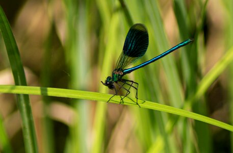 Nature multiplication animal world