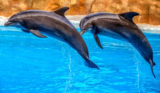 Dolphin show water swim photo