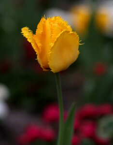 Yellow petals flower photo