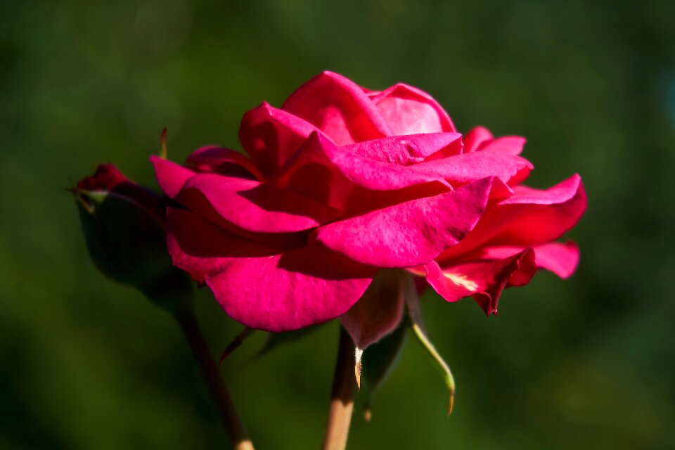 Violet rose bloom flowers