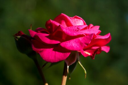 Violet rose bloom flowers