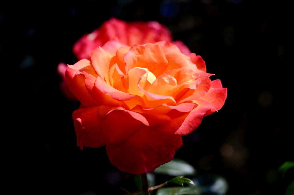 Close up red rose flower