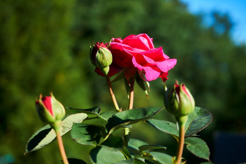 Violet rose bloom flowers