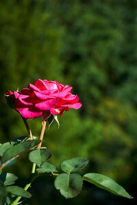 Violet rose bloom flowers