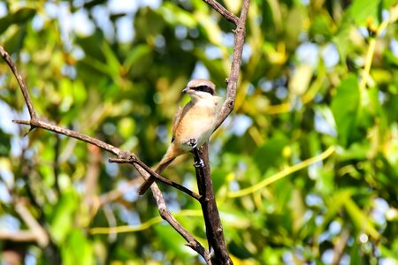Migratory seasonal animal