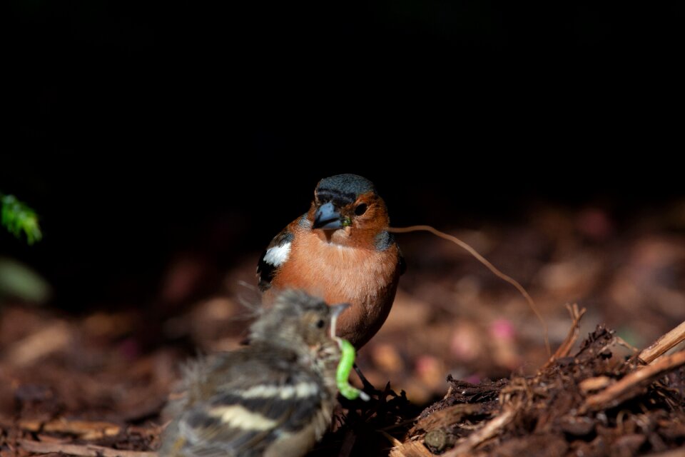 Bird animal animal world