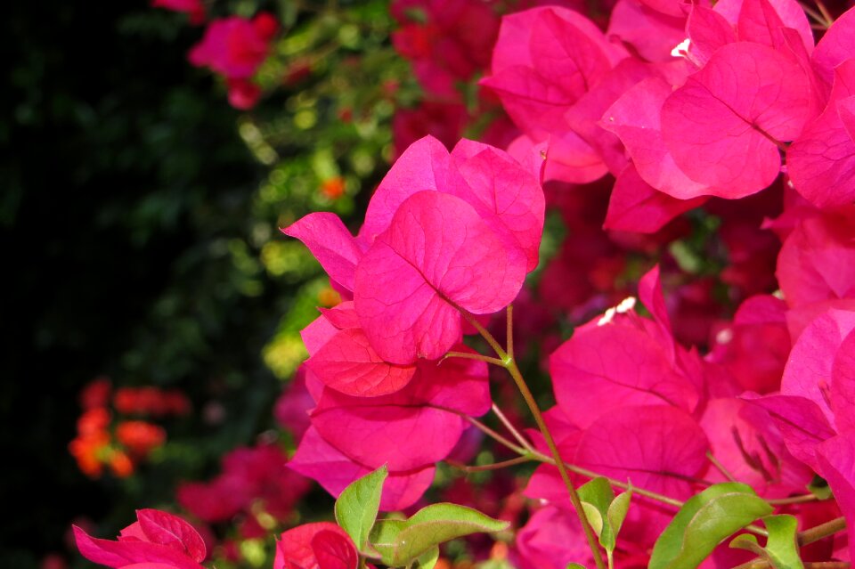 Petal romance natural photo