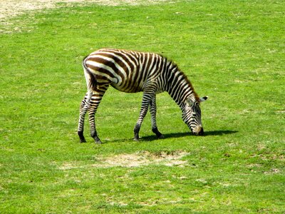 Africa nature wild world