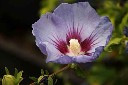 Garden marshmallow violet exotic