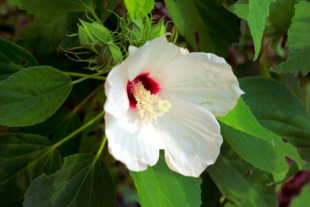 Hibiscus bona dea trails photo