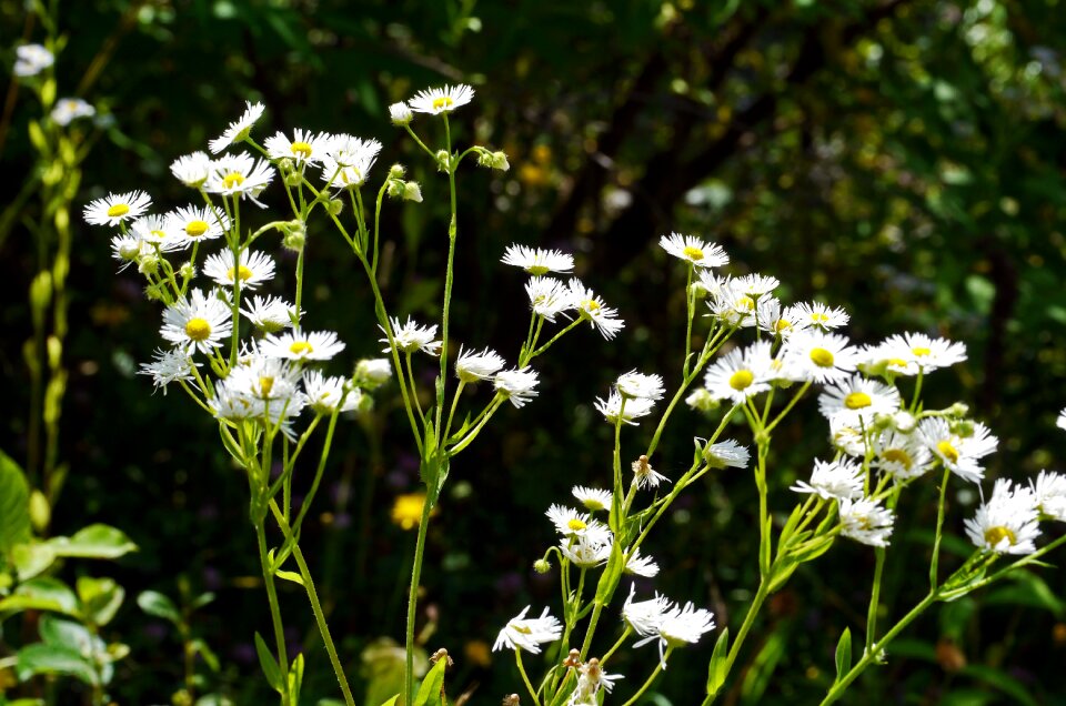 Yellow sun-shaped chamomile similar