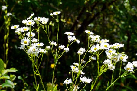Yellow sun-shaped chamomile similar