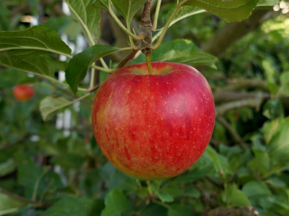 Fresh vitamins fruit