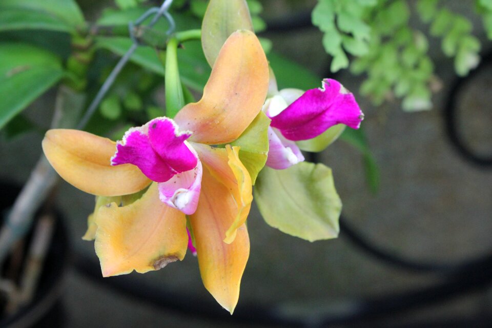 Orchid flower bloom