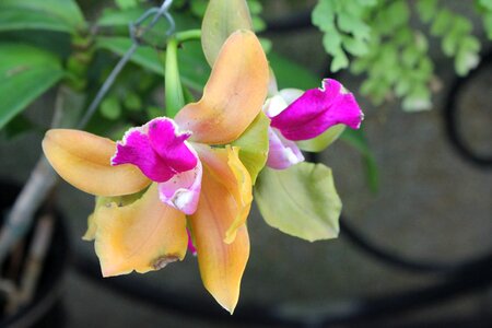 Orchid flower bloom