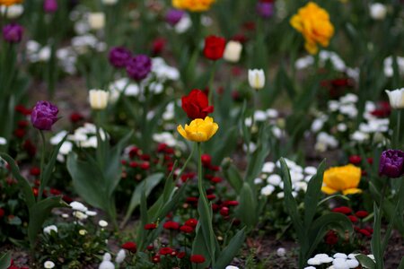 Many decorative coloring