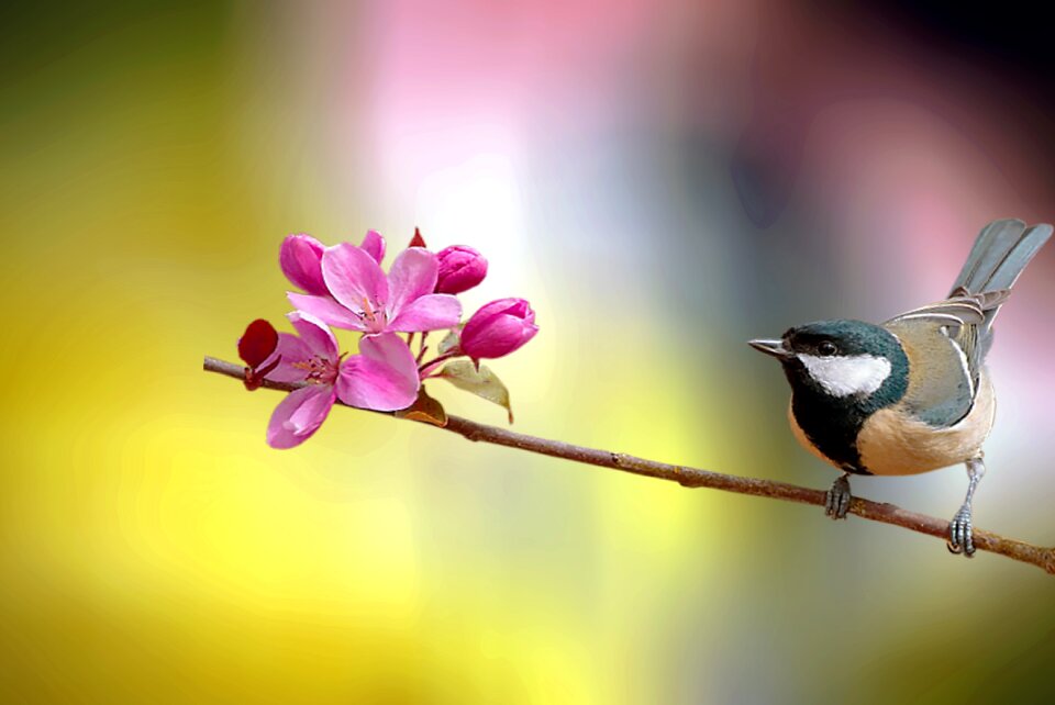 Sky branch wildlife photo